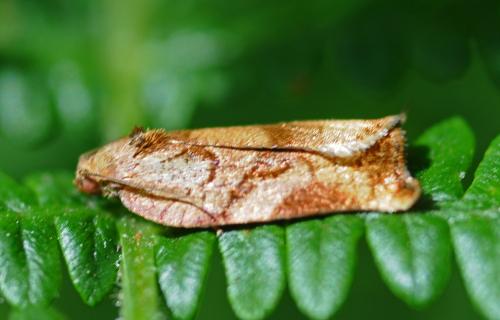 Réf. 211 439 : Archips podana